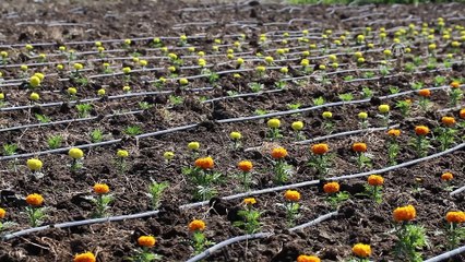 Osmaniye, kesme çiçek sektörüne iddialı hazırlanıyor