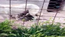 Annesiz kalan yavru kurtları Kangal köpeği emzirdi
