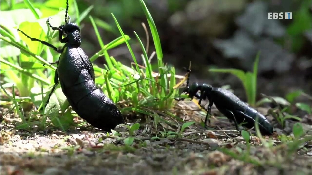 EBS 다큐프라임 - Docuprime_[곤충 밀리미터의 세계- 위대한 생존 전략]_#001