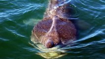 Incredible moment basking shark bumps against boat
