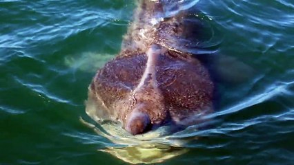 Incredible moment basking shark bumps against boat