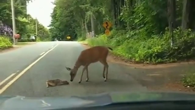 Cette biche vient au secours de son petit, terrifié au milieu de la route