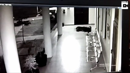 Cette maman chien défend son chiot contre un léopard! Bravo...