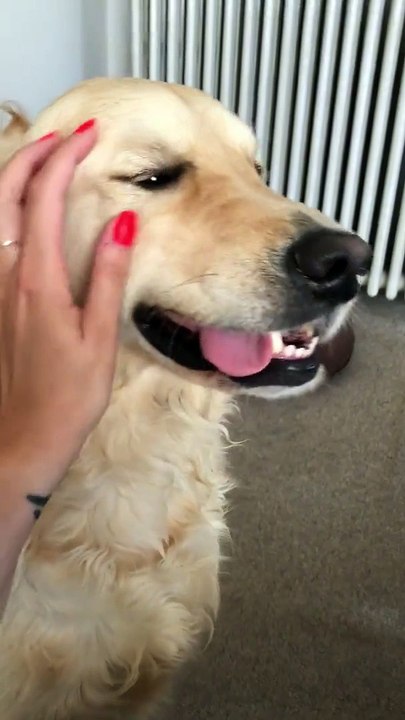 Warning: petting this Golden Retriever may cause hilarious faces!