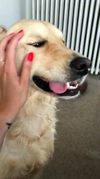 Warning: petting this Golden Retriever may cause hilarious faces!