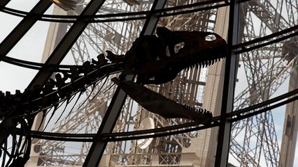 Parigi, all'asta un dinosauro