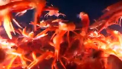 Тысячи мексиканских красных крабов появились у берегов Калифорнии
