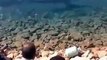 تم تصوير هذا الفيديو يوم الأمس لعدد من أسماك القرش في مدينة 