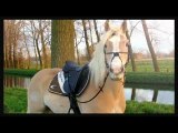 My Haflinger Haflinger Haflinger!