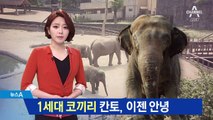 서울대공원 터줏대감 코끼리 칸토, 하늘나라로