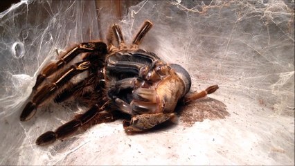 Watch a tarantula moult in time-lapse video