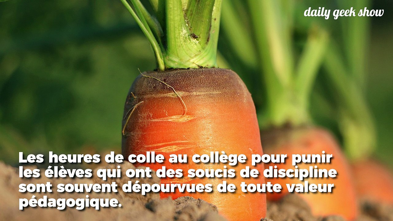 Ce collège a remplacé les heures de colle par des travaux dans une ferme
