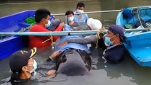 Whale rescued after swallowing 8kg of plastic pollution