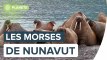Les morses du Nunavut vus par Florian Ledoux