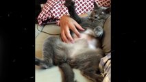 Crazy and Funny cats Compilation & Laught all the time