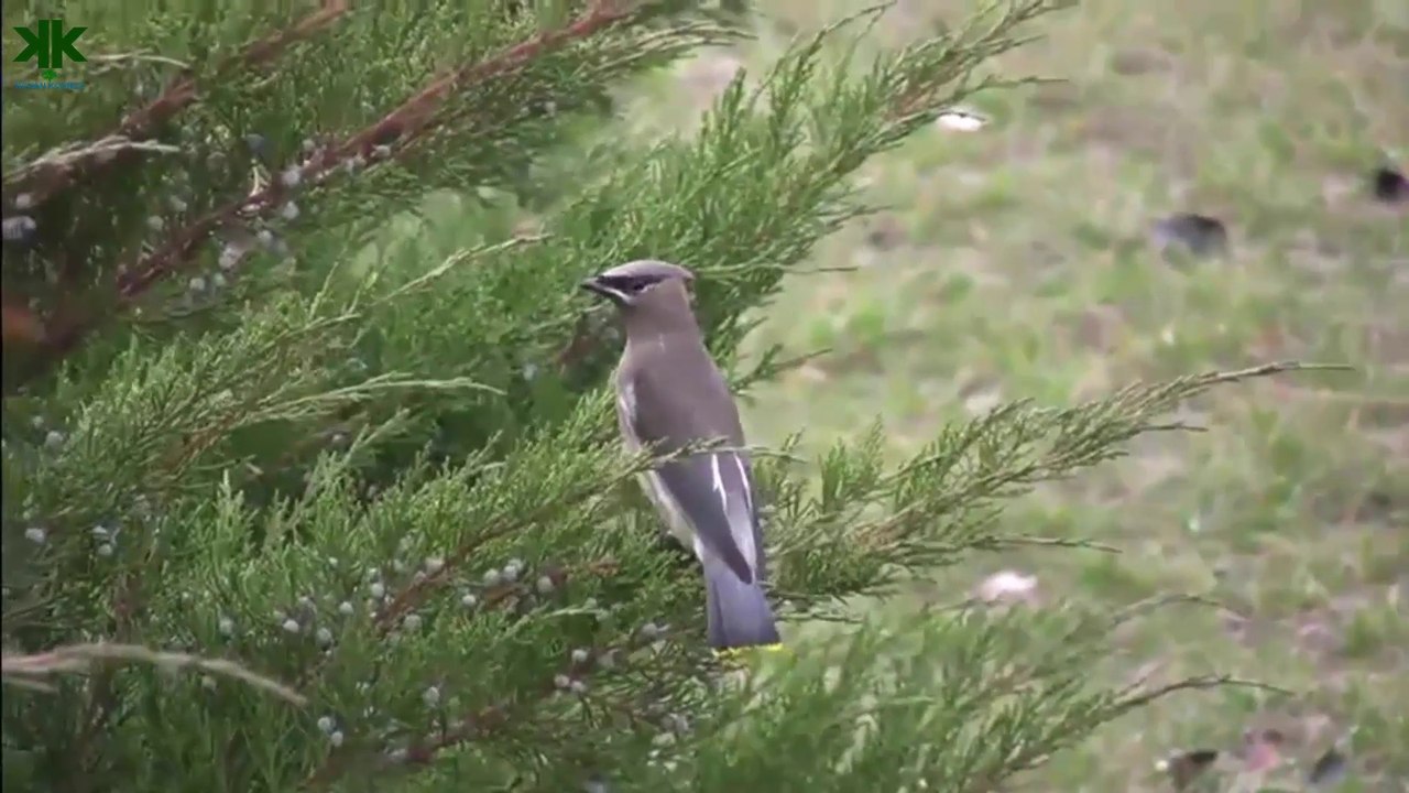 Tabiatın mucizesi; Ardıç ağacı ve Ardıç kuşu