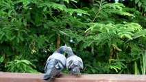 Bizarre and funny mating rituals of birds in West Bengal