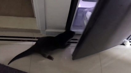 Hungry Otter Opens the Fridge