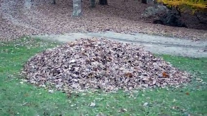 Just A Dad Unknowingly Blowing Leaves