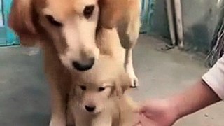 Parenting Dog Has A Hard Time Letting Go Of Her Baby