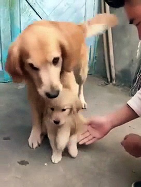 Parenting Dog Has A Hard Time Letting Go Of Her Baby