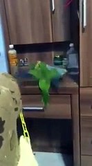 Parrot Steals Roommate's Pillow