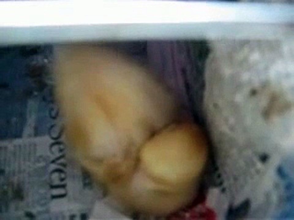 The Snoring Little Duck