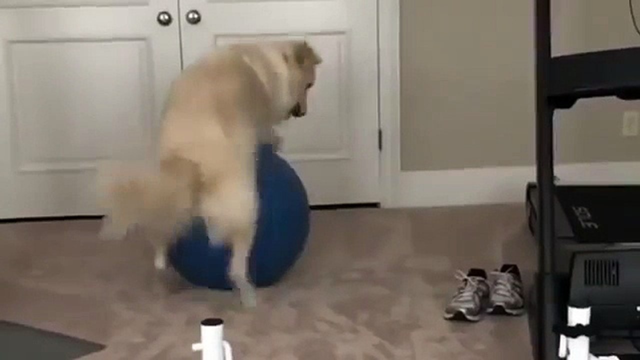 Smart dog
