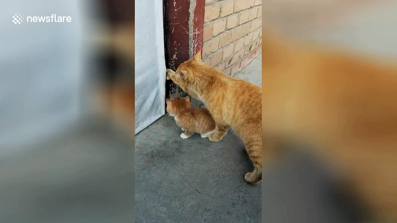 Mother cat shuts kitten outside door video Dailymotion