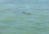 Boat Passengers Shocked by Huge Diamondback Snake in Florida