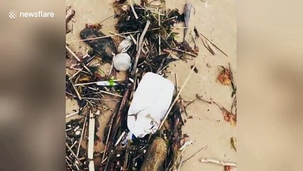 Man encounters dead sea creature on Staten Island's shore in New York City