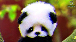 Top 5 Interesting Facts about Panda