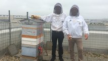 Collecte de miel dans les ruches d’Orange