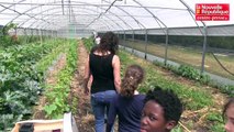 VIDEO. Sèvres-Anxaumont : des écoliers visitent une exploitation maraichère
