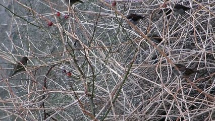 Spinning Little Heads
