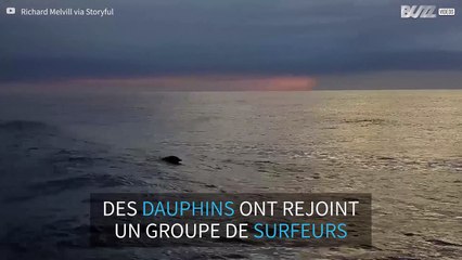 Surf avec des dauphins en Afrique du Sud