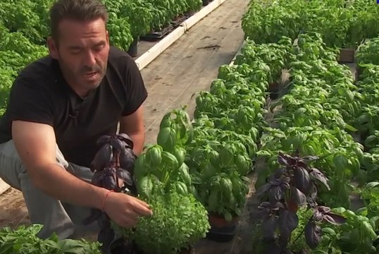 Connaissez-vous les différentes variétés de basilic ?