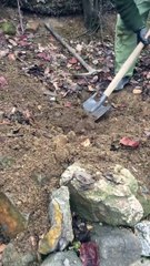 4 Yıl Toprağın İçinde Kalan Çökeleği Çıkarmak/4 Years Removing Remaining Grain in Soil