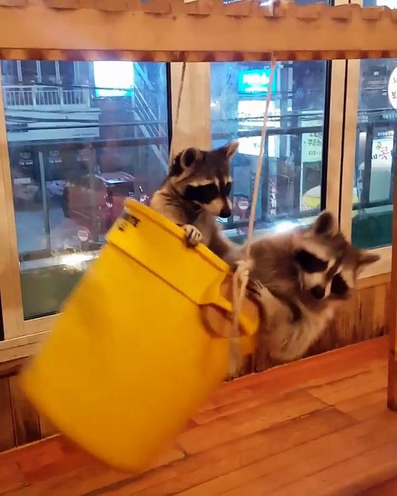 Raccoon Bucket Swing