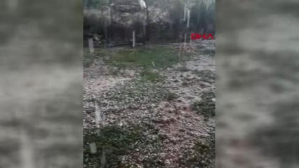 Diyarbakır Silvan'da, Dolu Yağışı Ekinleri Vurdu