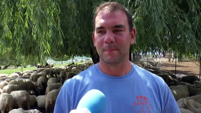 Alpes-de-Haute-Provence : les troupeaux sur les starting block pour les montées en alpage