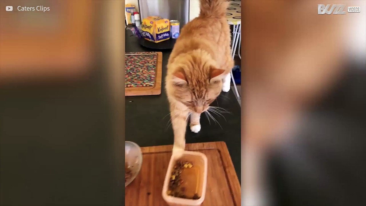 Zeemeeuw steelt kattenvoer