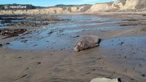 Drone captures elephant seal sunbathing on California beach