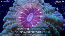 Imágenes hipnotizantes de los arrecifes de coral
