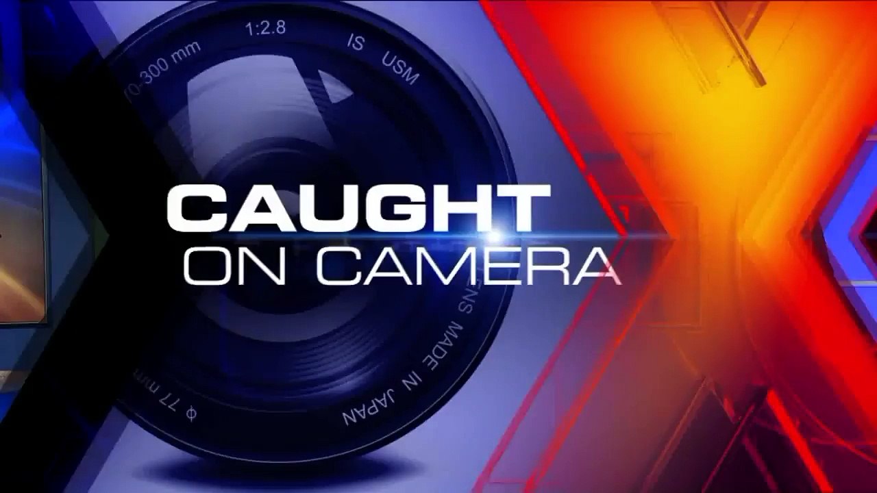 Bobcat Spotted Roaming Missouri Neighborhood