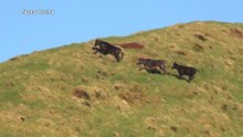 TRÊS VACAS FUGIRAM