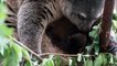 Première naissance en captivité d'un ours Couscous en Pologne
