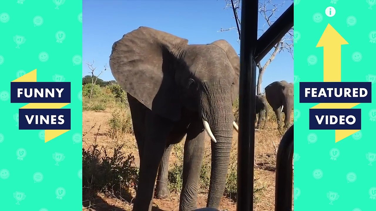 TRY NOT TO LAUGH - Ultimate FUNNY ANIMALS Compilation _ Funny Vines May 2018