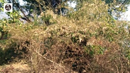 ARAKU VALLEY EASTERNGHAT TRAIN RIDE 2018 PART 2