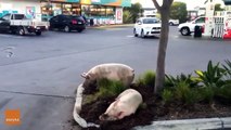 Escaped pigs found napping at gas station after big night out